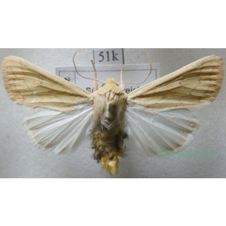 Mythimna vitellina (Hübner, 1808) France51k